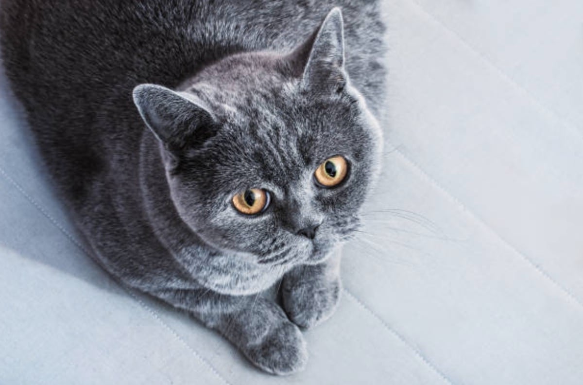 Pourquoi les chats sont attirés par l&rsquo;eau de Javel ?